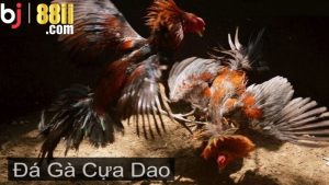 Đá Gà Cựa Dao - Siêu Phẩm Giải Trí Nổi Tiếng Hiện Nay